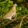 Hrdlicka belavokridla - Zenaida asiatica - White-winged Dove 6419